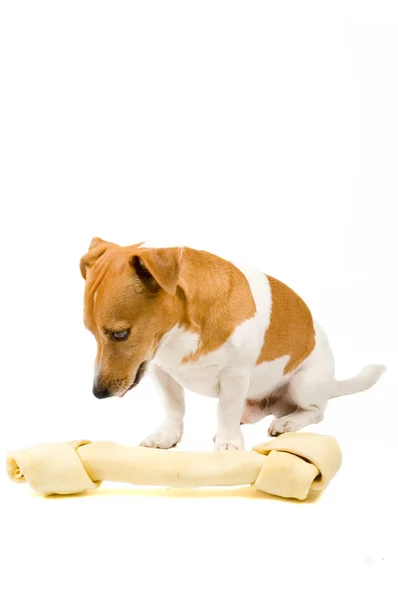 Small jack russel whit a giant big bone — Stock Photo, Image