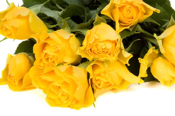 Яскраві жовті троянди — стокове фото