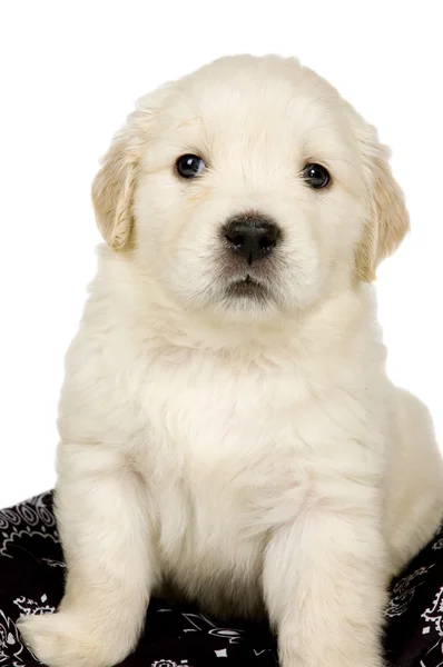 Золотистый ретривер щенок на белом фоне — стоковое фото