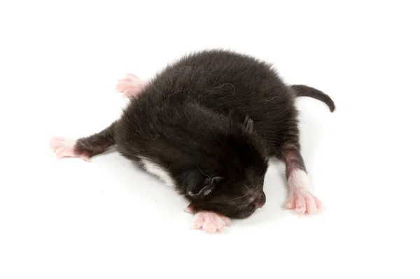 ちょうど新しい生まれの黒い子猫 — ストック写真