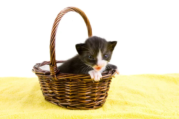 Двухнедельный чёрный котёнок в корзине — стоковое фото
