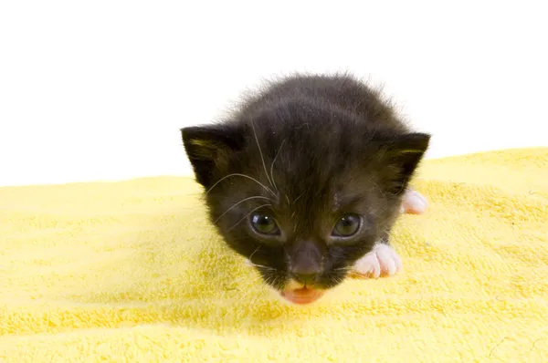 Любопытный двухнедельный чёрный котёнок — стоковое фото