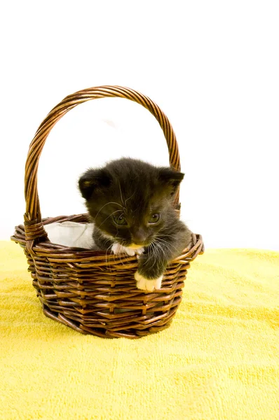 Iki haftalık bir sepet içinde siyah yavru kedi — Stok fotoğraf