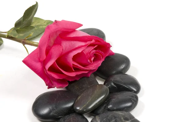 Rosa rosa con piedras de spa aisladas en blanco — Foto de Stock