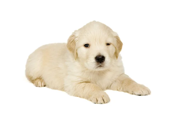 Golden retriever cucciolo su sfondo bianco Foto Stock