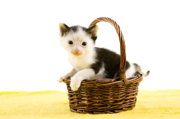 Μωρό γατάκι που κάθεται σε ένα καλάθι — Φωτογραφία Αρχείου