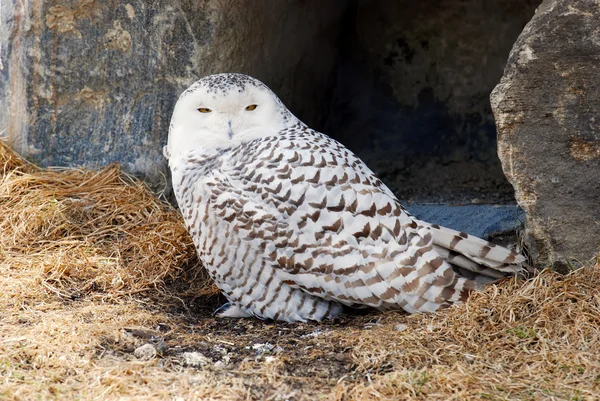 stock image Closeup of snowy owl