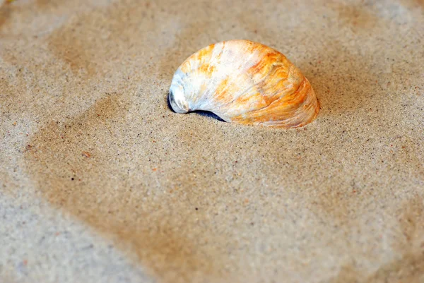 Gebogen shell in zand — Stockfoto