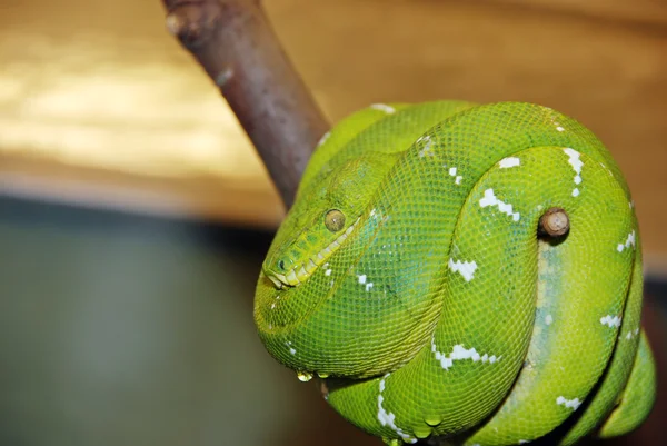 A fa smaragd boa kígyó — Stock Fotó