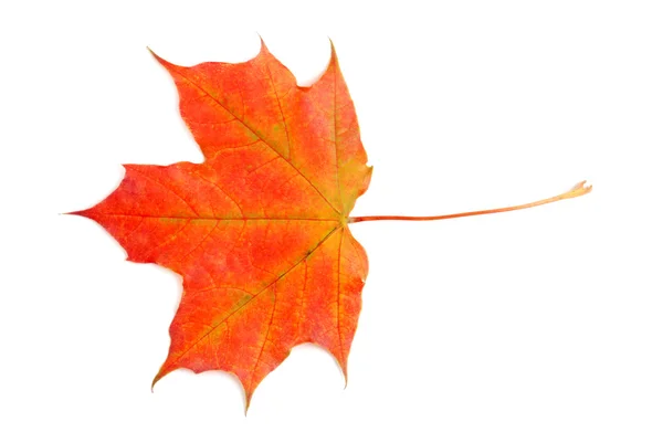Renkli maple leaf fall — Stok fotoğraf