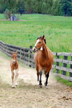 Colt and mare running clipart