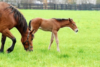 Colt ve otlatma mare