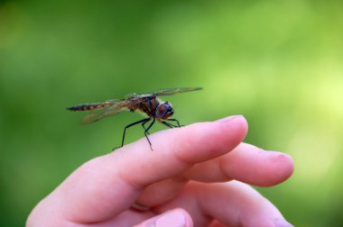 Dragon Fly On a Hand clipart