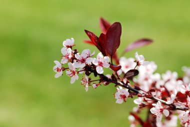 Flowering sand cherry tree clipart