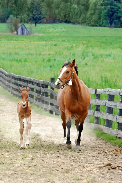 stock image Colt and mare running