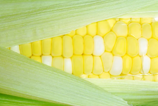 Corn on the cob close up — Stock Photo, Image