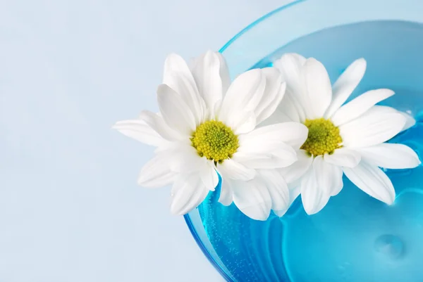 Daisies in a bowl — Stock Photo, Image