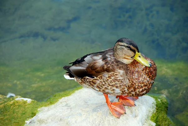 Kayanın üzerinde ördek — Stok fotoğraf