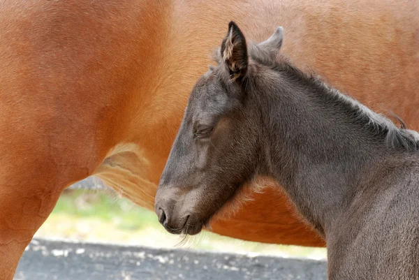 stock image Foal sleeping next to mare