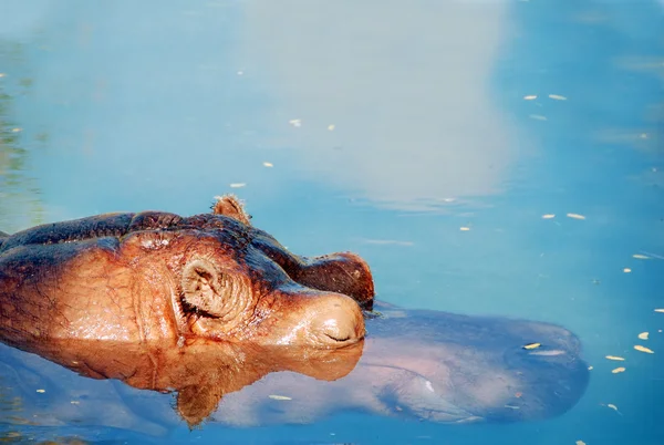 Hippopotame dormant le soleil — Photo