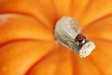 Señora bug en un tallo de calabaza