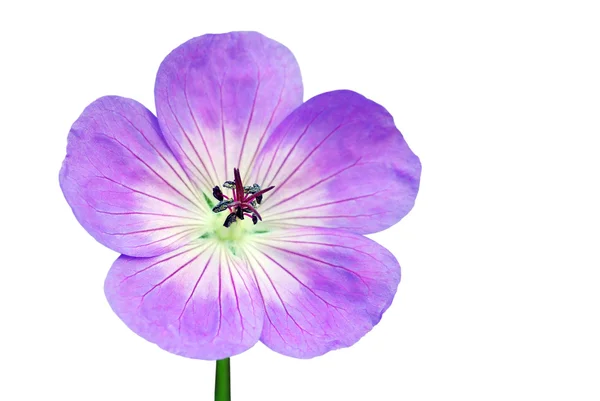 Изолированный фиолетовый цветок — стоковое фото