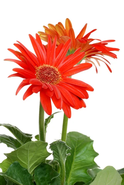 Geïsoleerde rode gerbera daisy — Stockfoto