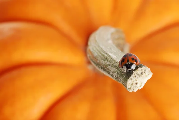 Lady bug en un tallo de calabaza — Foto de Stock