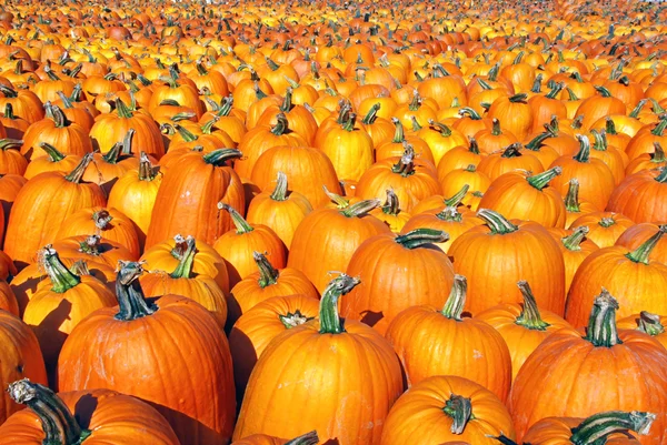 Large pumpkin patch — Stock Photo, Image