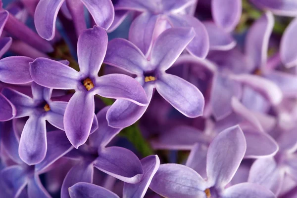 Kwiat liliowy makro — Zdjęcie stockowe