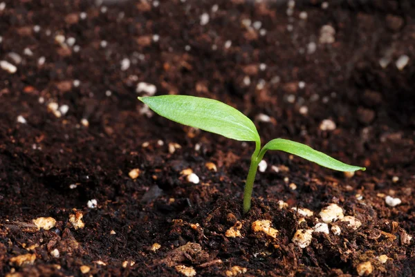 Red pepper plant seedling — Stock Photo, Image