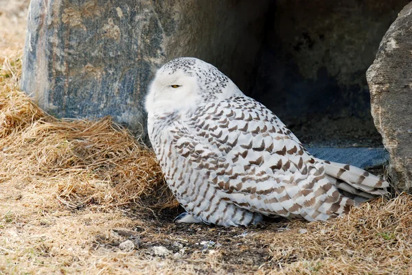 stock image Snowy owl sitting