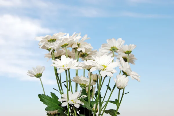 Wild daisies against a blue sky — Stock Photo, Image