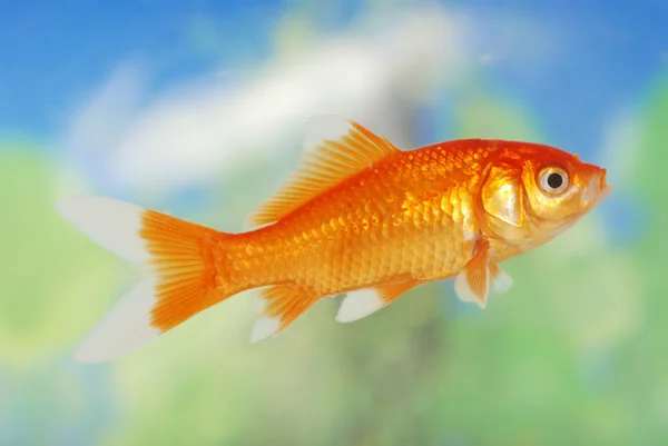 Vit spets guld fisk — Stockfoto