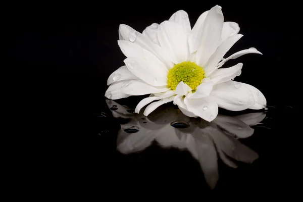 White daisy on black with reflection — Stock Photo, Image