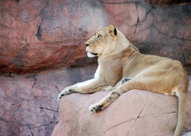 bir rock istirahat üzerinde dişi aslan