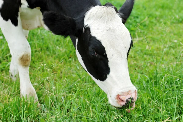 Dairy cow grazing — Stock Photo, Image