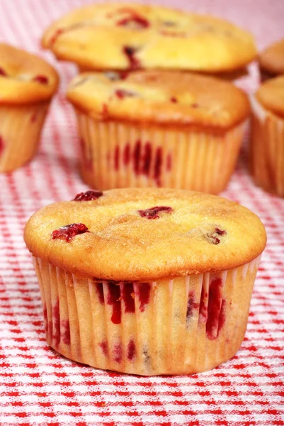 Brusinkový muffin — Stock fotografie