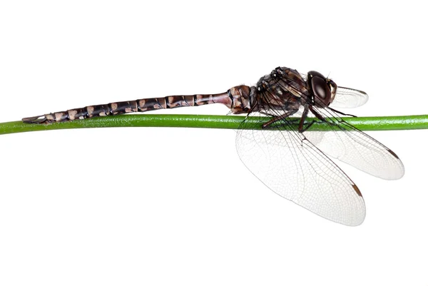 Dragon fly dal — Stok fotoğraf