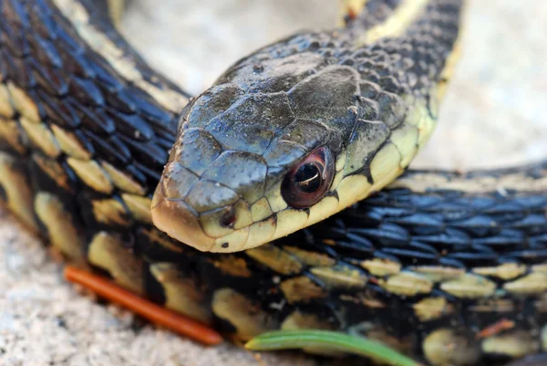 Podwiązka węży z bliska — Zdjęcie stockowe