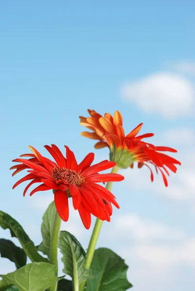 Gerbera daisy planta e flores com céu — Fotografia de Stock