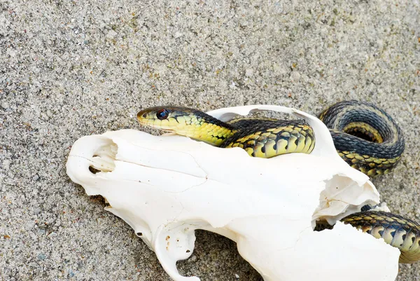 Harisnyakötő kígyó egy fox koponya — Stock Fotó