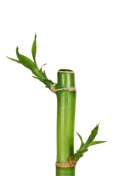 Geïsoleerde jonge bamboe — Stockfoto