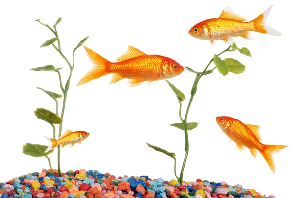 Goldfish Tank — Stock Photo, Image