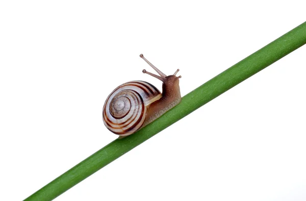 stock image Snail on a branch