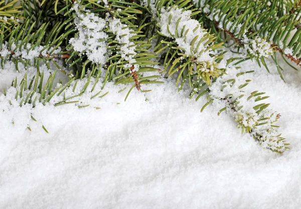 Spruce tree branch covered with snow — Stock Photo, Image