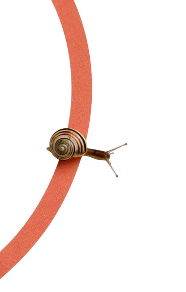 Snail Race — Stock Photo, Image