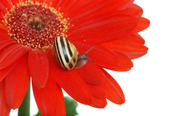 Slak op een rode daisy — Stockfoto