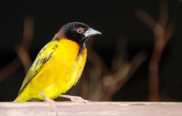 Желтая и черная птица на ветке — стоковое фото