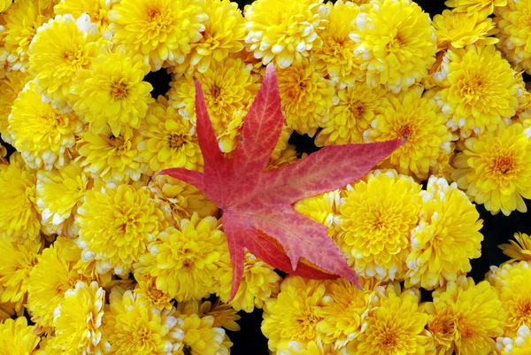 Yellow mums with a red maple leaf — Stock Photo, Image